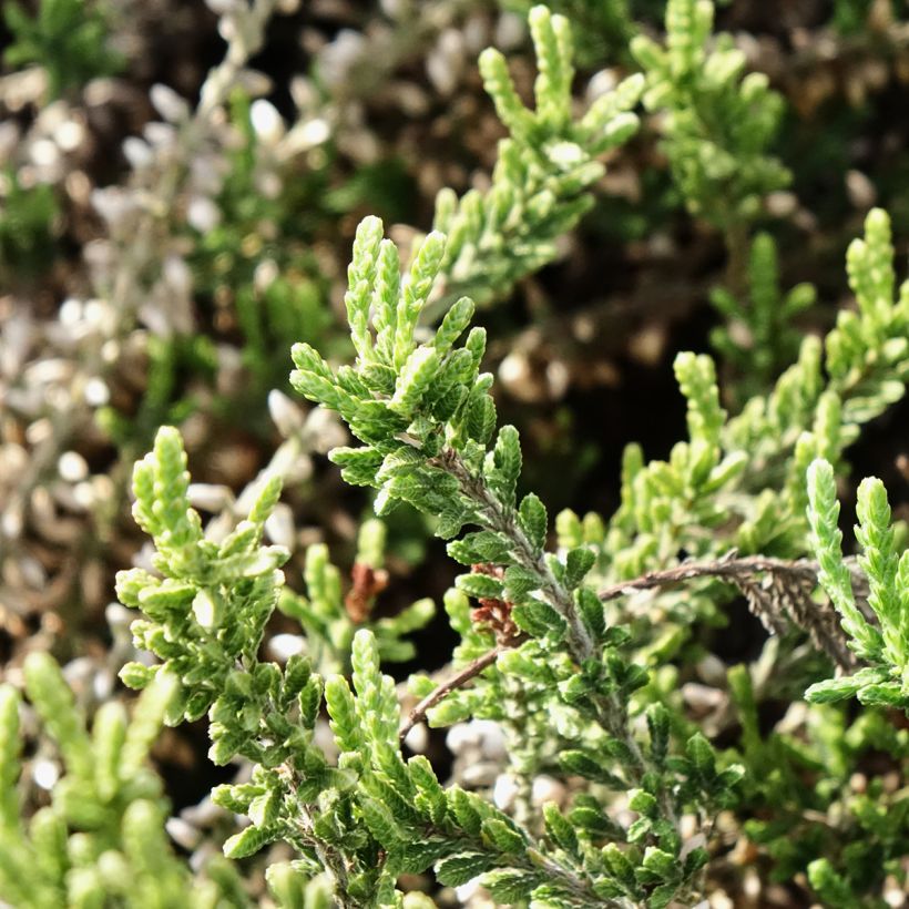 Bruyère d'été - Calluna Garden Girls Bettina (Feuillage)