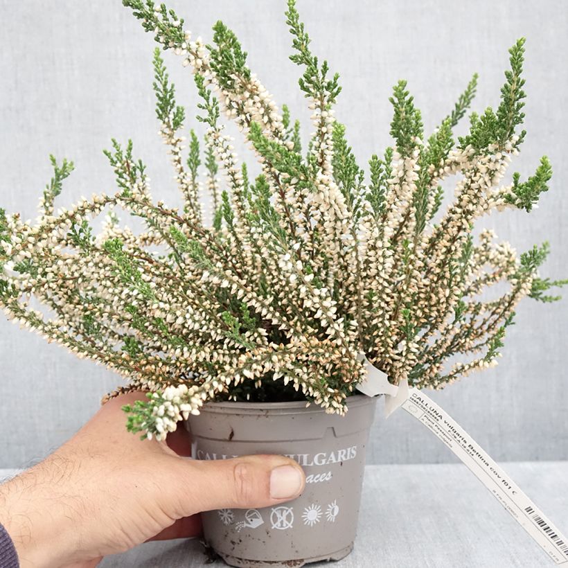 Spécimen de Bruyère d'été - Calluna Garden Girls Bettina Pot de 1L/1,5L tel que livré en automne