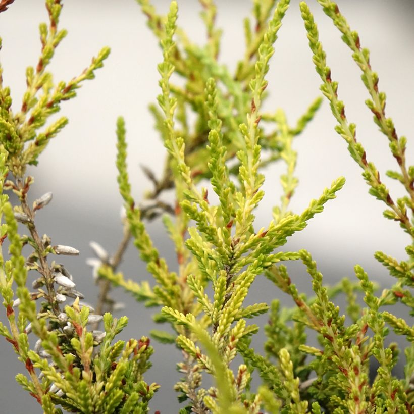 Bruyère d'été - Calluna Garden Girls Golden Angie (Foliage)