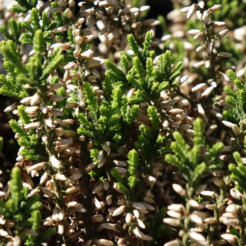Bruyère d'été - Calluna Garden Girls Helena (Feuillage)