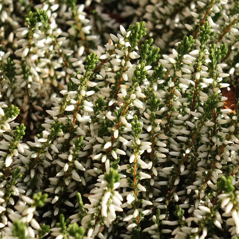 Bruyère d'été - Calluna Garden Girls Helena (Flowering)