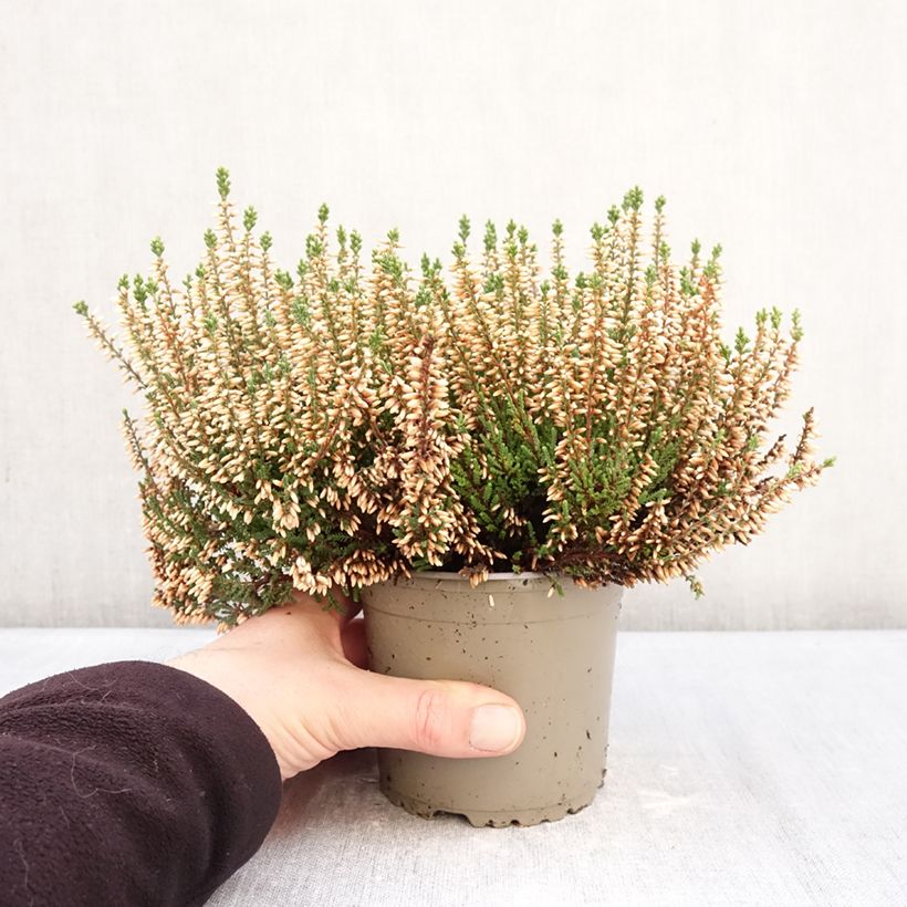 Example of Bruyère d'été - Calluna Garden Girls Helena Pot de 1L/1,5L as you get in hiver