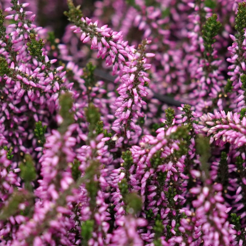 Bruyère d'été - Calluna Garden Girls Lilli (Flowering)