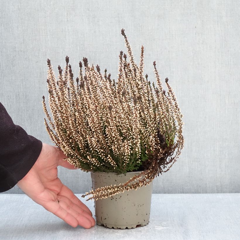 Example of Bruyère d'été - Calluna Garden Girls Lilli Pot de 1L/1,5L as you get in hiver
