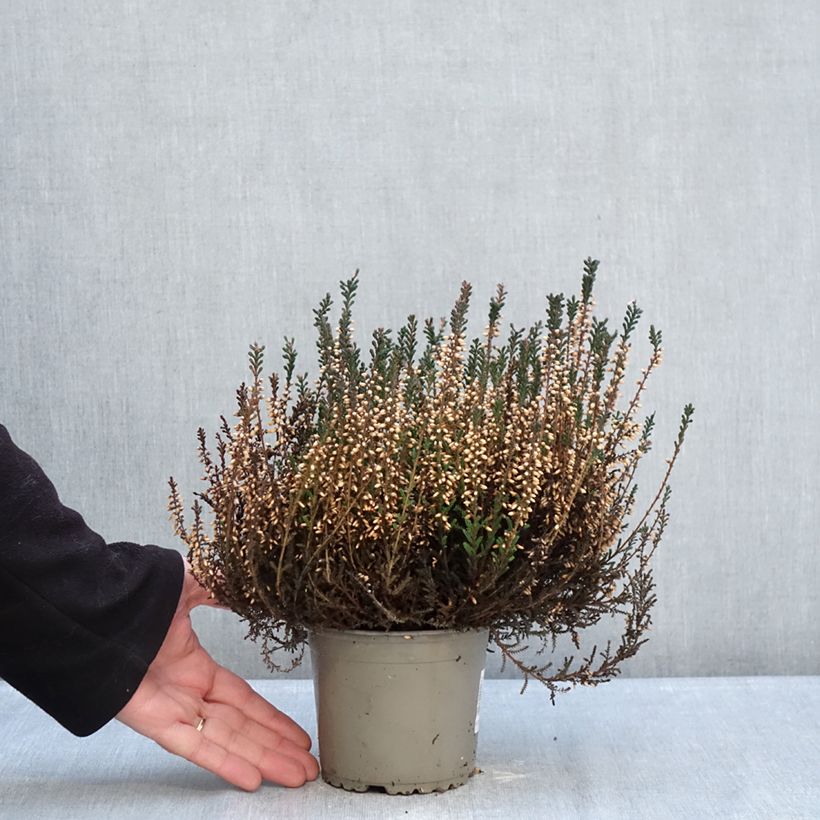 Example of Bruyère d'été - Calluna Garden Girls Lisbeth Pot de 1L/1,5L as you get in hiver