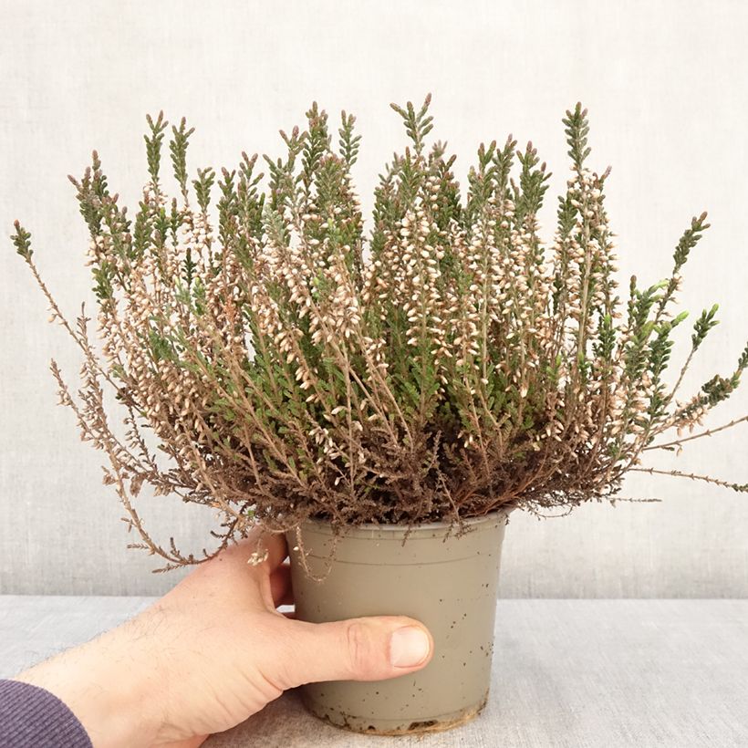 Spécimen de Bruyère d'été - Calluna Garden Girls Lisbeth Pot de 1L/1,5L tel que livré au printemps