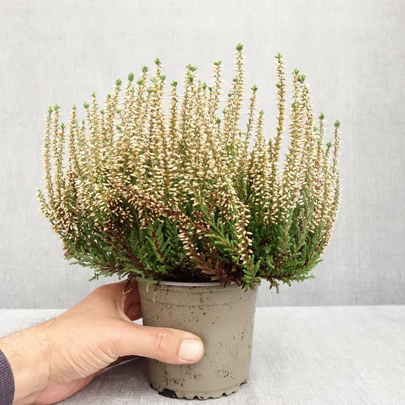 Spécimen de Bruyère d'été - Calluna Garden Girls Madonna Pot de 1L/1,5L tel que livré en automne