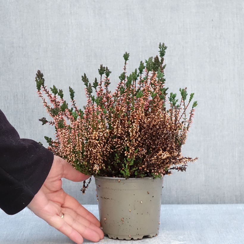 Example of Bruyère d'été - Calluna Garden Girls Martina Pot de 1L/1,5L as you get in hiver
