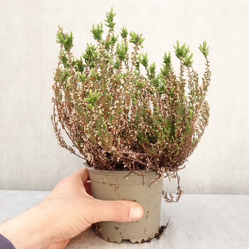 Spécimen de Bruyère d'été - Calluna Garden Girls Martina Pot de 1L/1,5L tel que livré au printemps