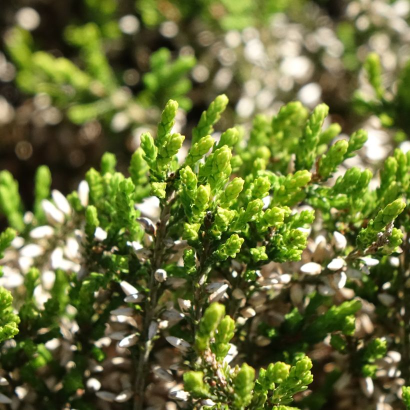 Bruyère d'été - Calluna Garden Girls Pink Angie (Feuillage)