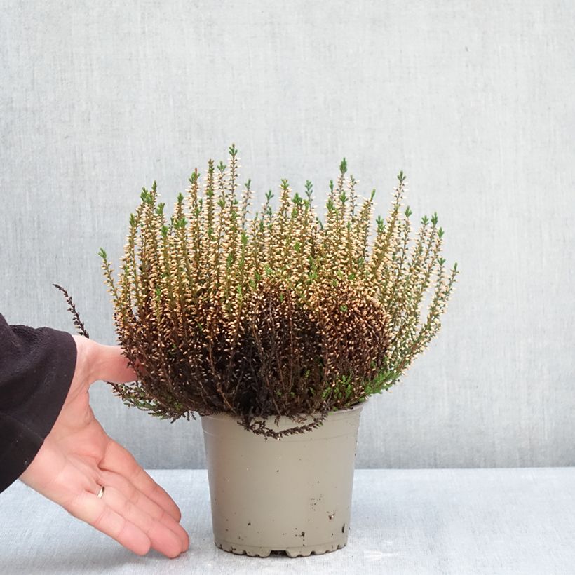 Spécimen de Bruyère d'été - Calluna Garden Girls Pink Angie Pot de 1L/1,5L tel que livré en hiver