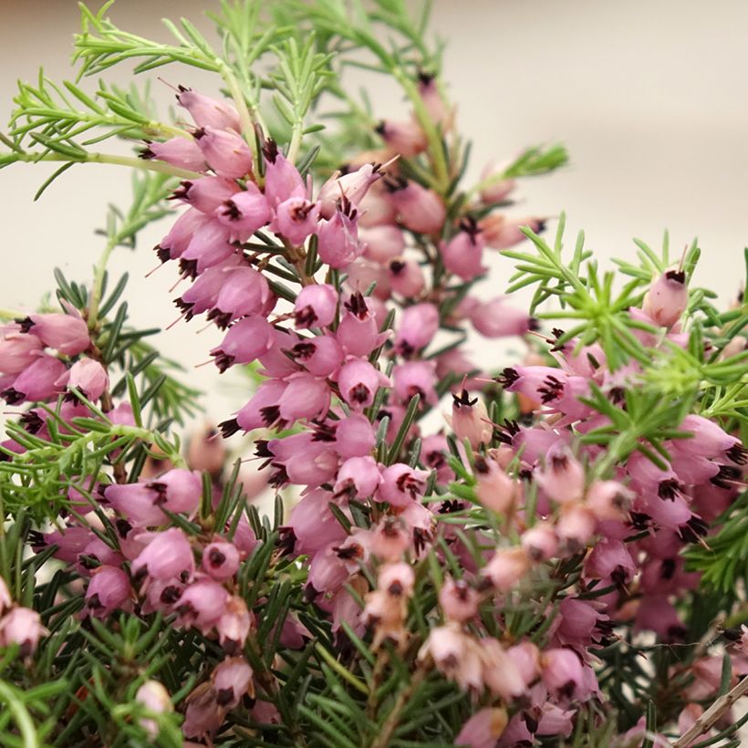 Bruyère d'été - Calluna Garden Girls Pink Bettina (Flowering)
