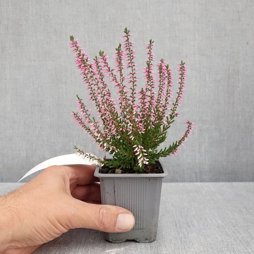 Spécimen de Bruyère d'été - Calluna Garden Girls Pink Bettina Godet de 8/9 cm tel que livré en automne