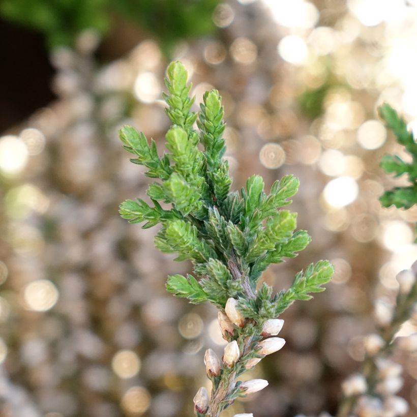 Bruyère d'été - Calluna Garden Girls Rosita (Feuillage)