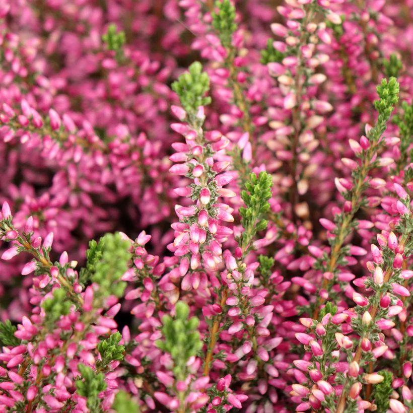 Bruyère d'été - Calluna Garden Girls Rosita (Flowering)