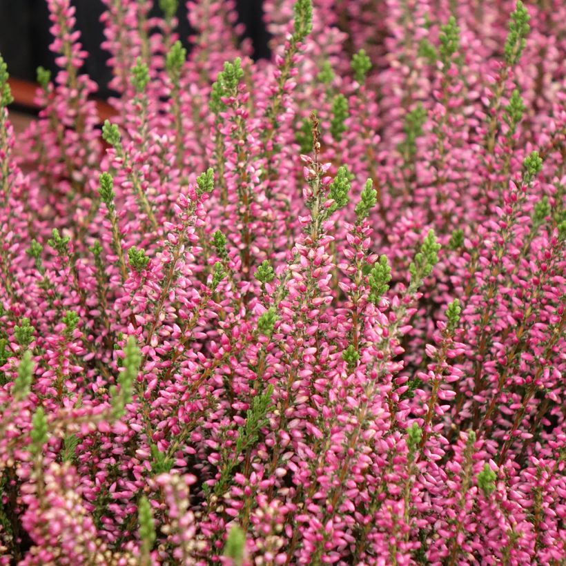Bruyère d'été - Calluna Garden Girls Rosita (Plant habit)