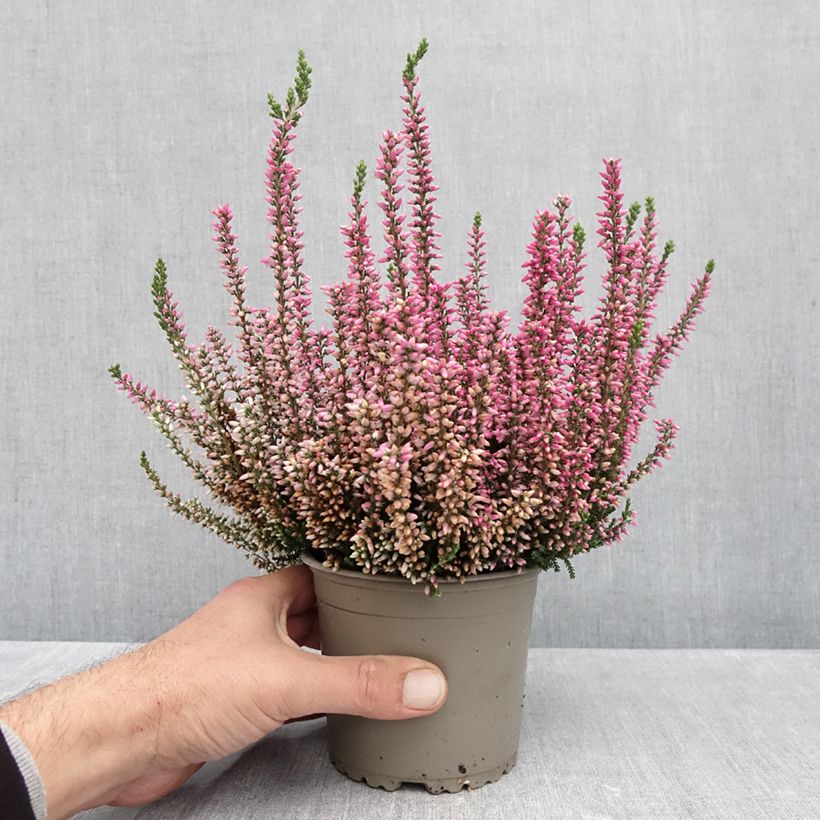 Spécimen de Bruyère d'été - Calluna Garden Girls Rosita Pot de 1L/1,5L tel que livré en automne