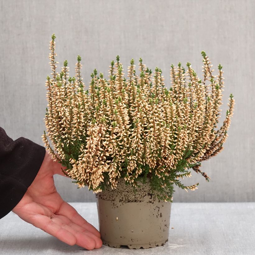 Example of Bruyère d'été - Calluna Garden Girls Rosita Pot de 1L/1,5L as you get in hiver