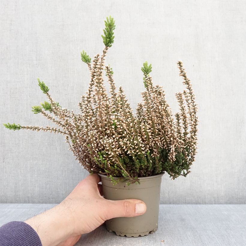 Spécimen de Bruyère d'été - Calluna Garden Girls Rosita Pot de 1L/1,5L tel que livré au printemps