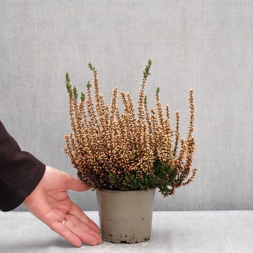 Spécimen de Bruyère d'été - Calluna Garden Girls Zelia Pot de 1L/1,5L tel que livré en hiver