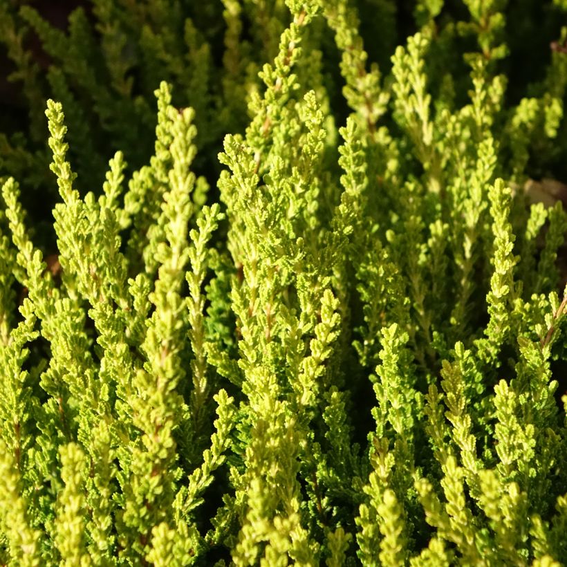 Bruyère d'été - Calluna Garden Girls Zeta (Foliage)