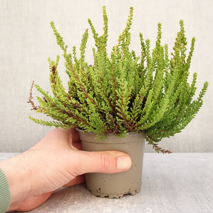 Example of Bruyère d'été - Calluna Garden Girls Zeta Pot de 1L/1,5L as you get in hiver