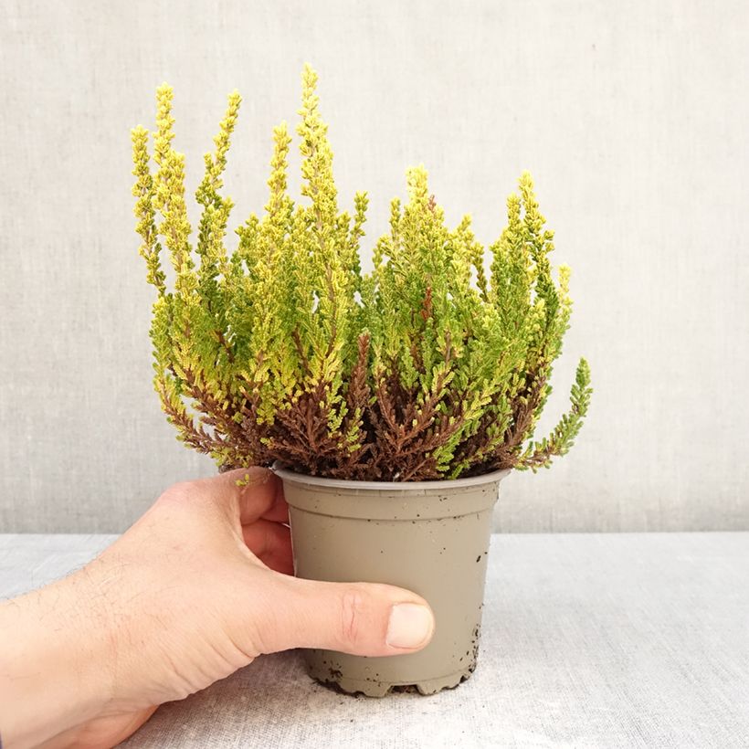 Spécimen de Bruyère d'été - Calluna Garden Girls Zeta Pot de 1L/1,5L tel que livré au printemps