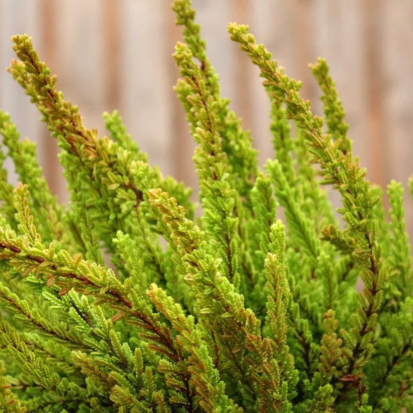 Bruyère d'été - Calluna Garden Girls Zoe (Plant habit)