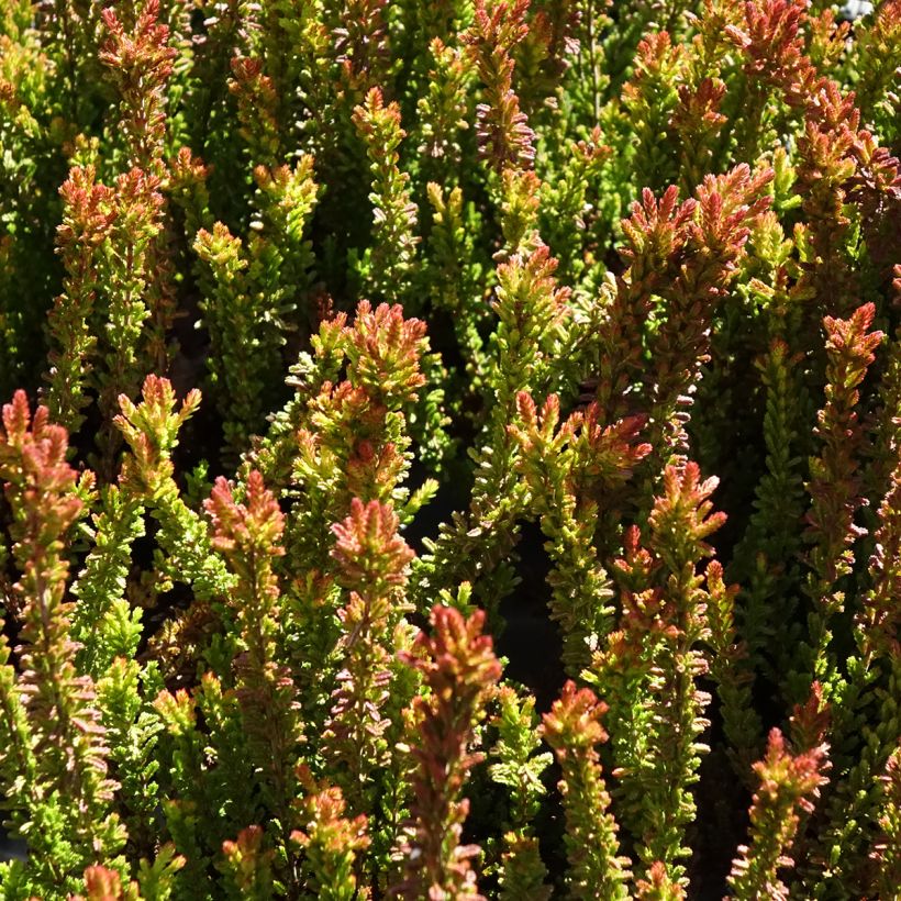 Bruyère d'été - Calluna Garden Girls Zorina (Feuillage)
