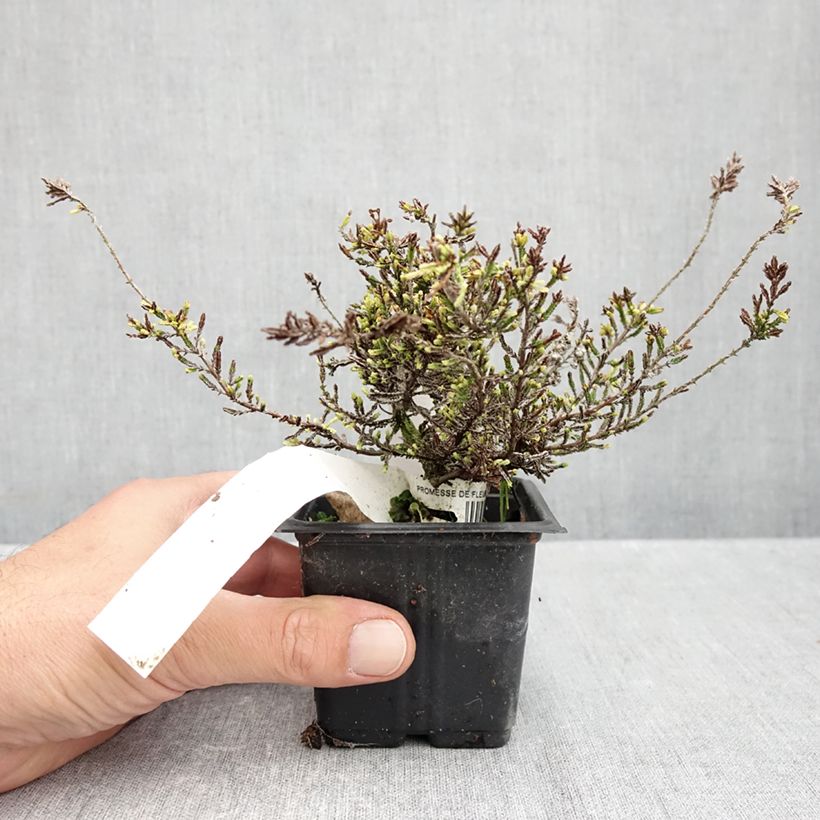 Spécimen de Bruyère d'été - Calluna vulgaris Alba Godet de 8/9 cm tel que livré en automne