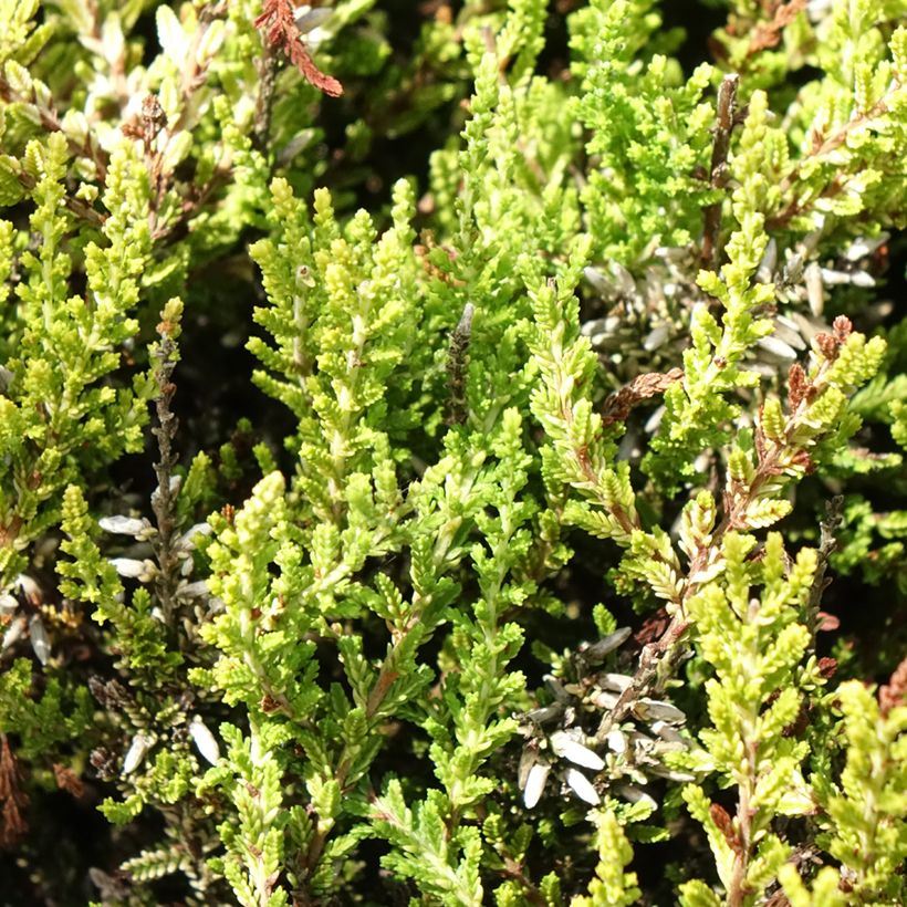 Bruyère d'été - Calluna vulgaris Anouk (BEAUTY LADIES series) (Foliage)