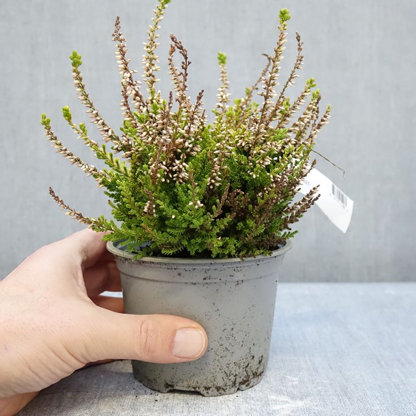 Example of Bruyère d'été - Calluna vulgaris Anouk (BEAUTY LADIES series) Pot de 12 cm / 13 cm as you get in hiver