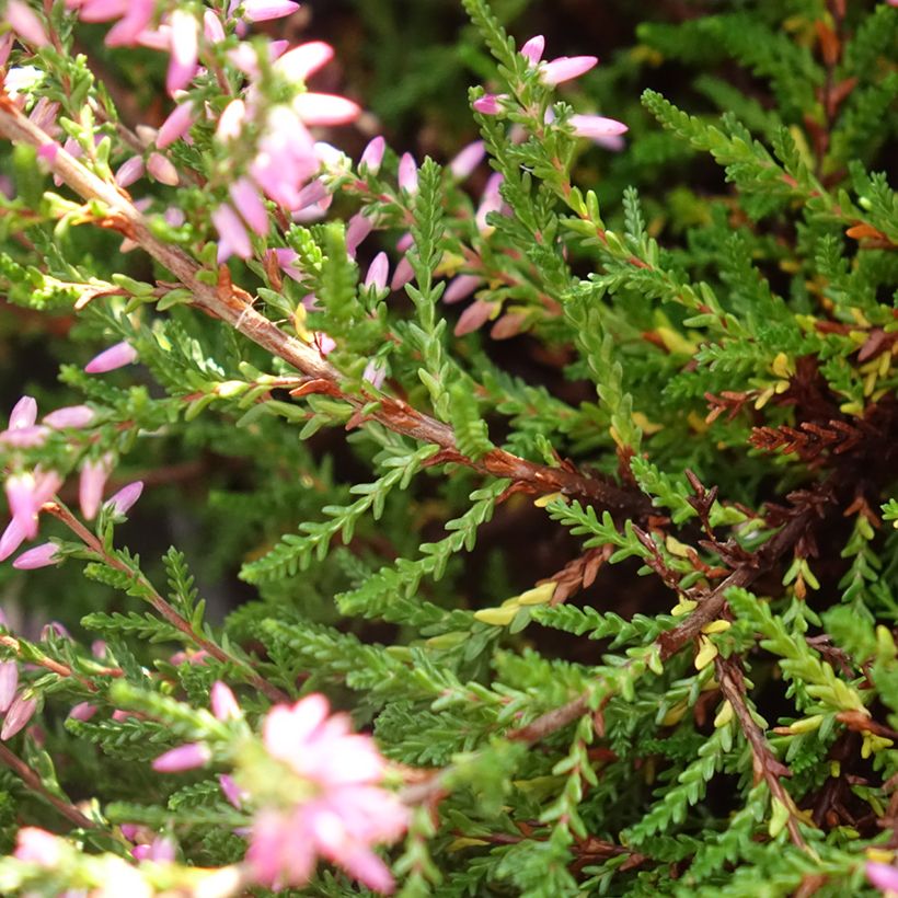 Bruyère d'été - Calluna vulgaris Marleen  (Foliage)