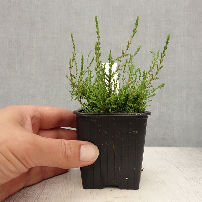 Spécimen de Bruyère d'été - Calluna vulgaris Marlies Godet de 8/9 cm tel que livré en été