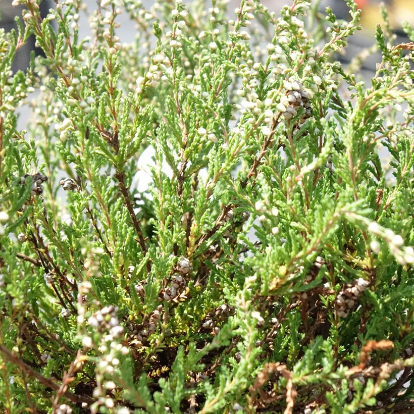 Bruyère d'été - Calluna vulgaris Radnor (Foliage)