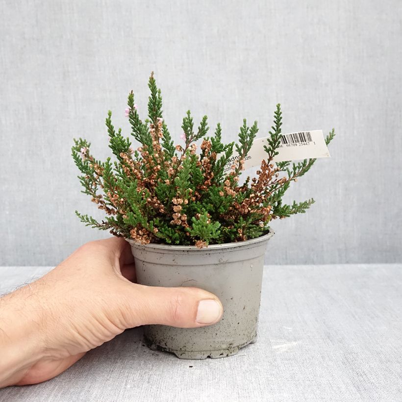 Spécimen de Bruyère d'été - Calluna vulgaris Radnor Pot de 12 cm / 13 cm tel que livré en automne