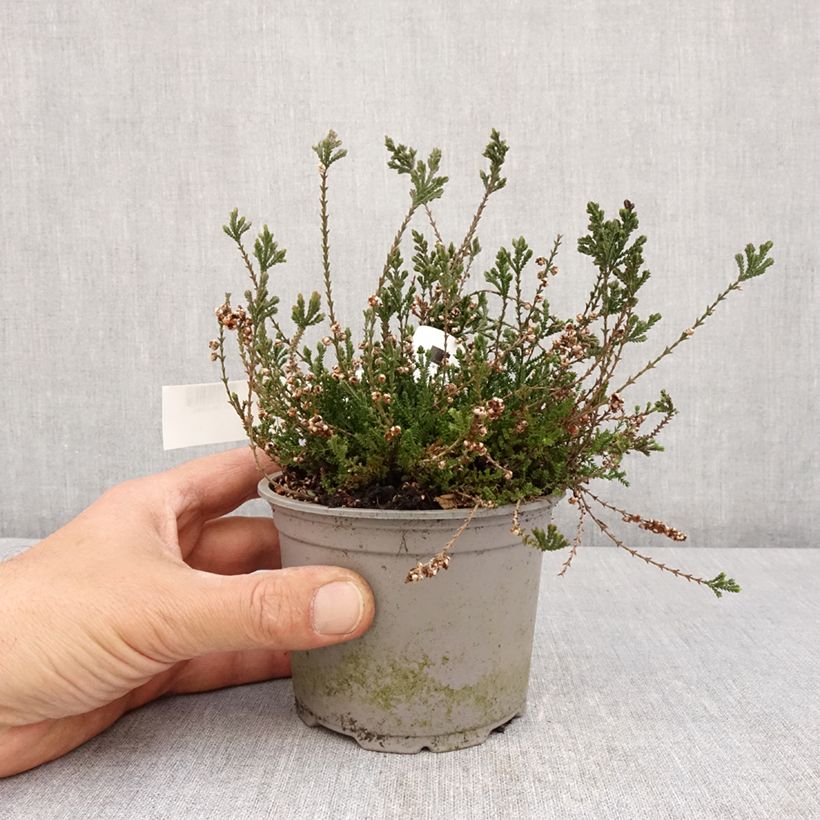 Example of Bruyère d'été - Calluna vulgaris Radnor Pot de 12 cm / 13 cm as you get in printemps