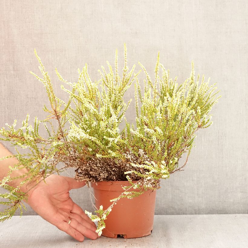 Spécimen de Bruyère d'été - Calluna vulgaris Sandy  Pot de 2L/3L tel que livré en été