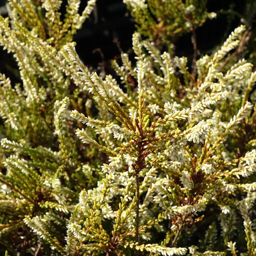 Bruyère d'été - Calluna vulgaris Sandy  (Feuillage)