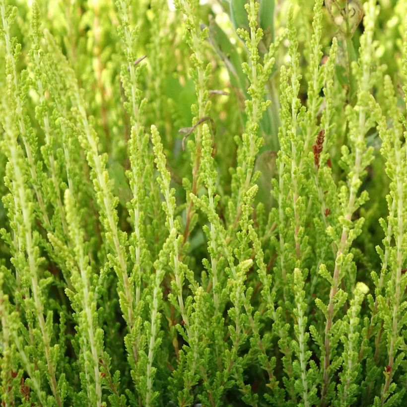 Bruyère d'été - Calluna vulgaris Theresa (Foliage)