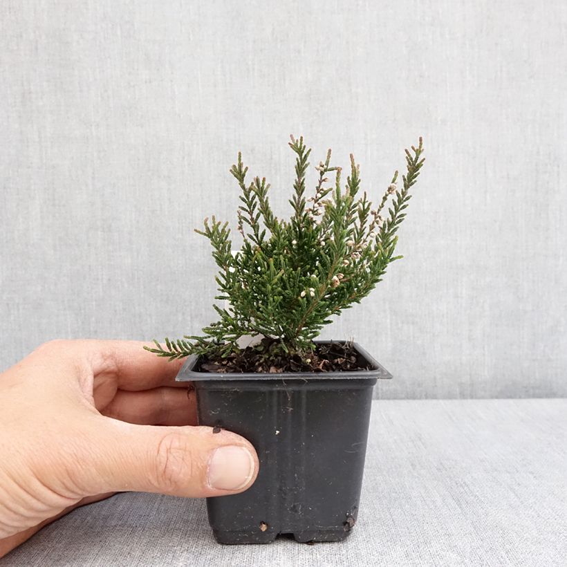 Example of Bruyère d'été - Calluna vulgaris Tib Pot de 12 cm / 13 cm as you get in printemps