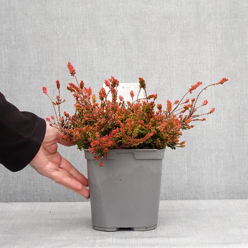 Example of Bruyère d'été - Calluna vulgaris Wickwar Flame Pot de 2L/3L as you get in hiver
