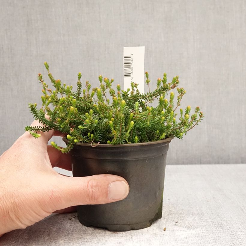 Spécimen de Bruyère d’été - Erica x williamsii P.D. Williams Pot de 12 cm / 13 cm tel que livré au printemps