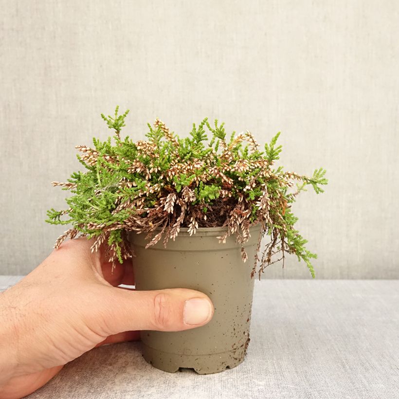 Spécimen de Bruyère d'été retombante - Calluna Rasta Girls Maite Pot de 12 cm / 13 cm tel que livré au printemps