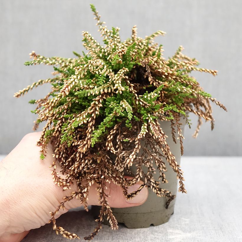 Example of Bruyère d'été retombante - Calluna Rasta Girls Netty Pot de 12 cm / 13 cm as you get in hiver