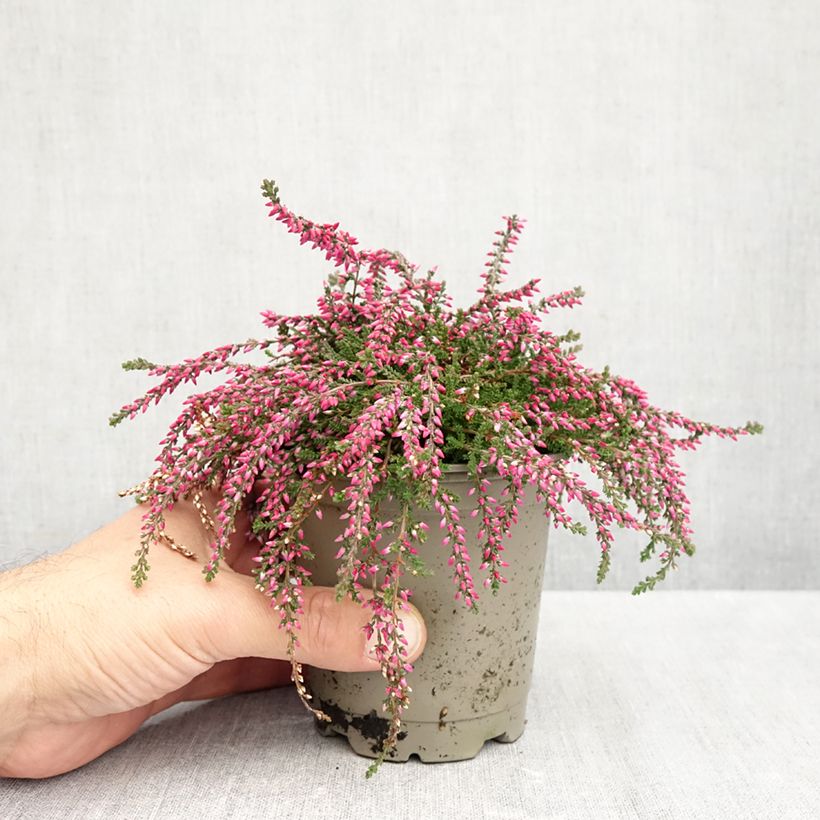 Spécimen de Bruyère d'été retombante - Calluna Rasta Girls Rote Janina Pot de 12 cm / 13 cm tel que livré en automne
