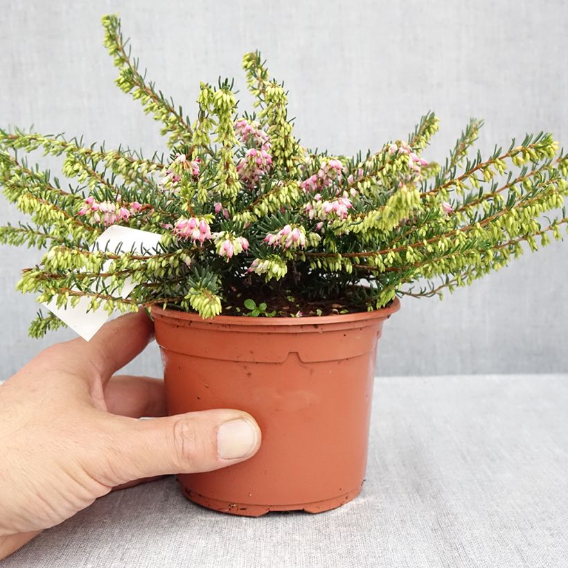 Spécimen de Bruyère d'hiver - Erica darleyensis Ghost Hills Pot de 1L/1,5L tel que livré en automne