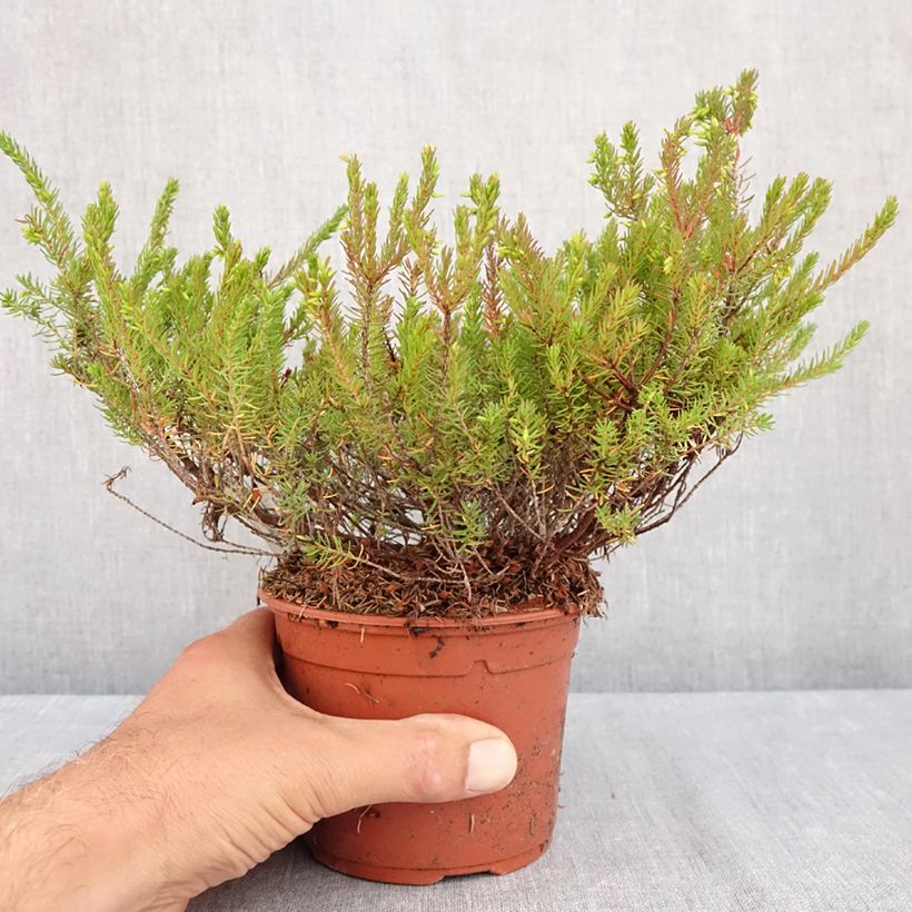 Spécimen de Bruyère d'hiver - Erica x darleyensis J.W. Porter Pot de 1L/1,5L tel que livré en été