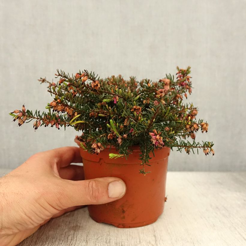 Example of Bruyère d'Hiver - Erica x darleyensis Kramer's Rote Pot de 1L/1,5L as you get in printemps