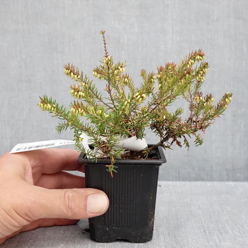 Spécimen de Bruyère d'hiver Winter Belles Tylou - Erica x darleyensis Godet de 8/9 cm tel que livré en automne